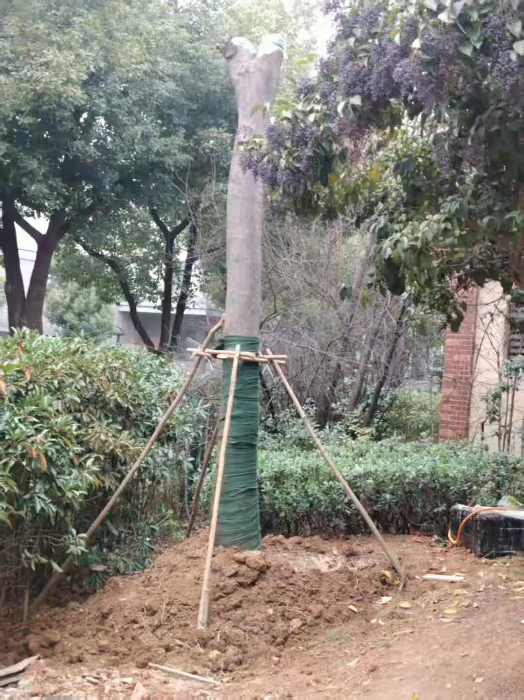 湖北武汉，男子家屋外有棵树，他怕越长越茂盛，挡住自家采光，便找到物业想要把树修剪