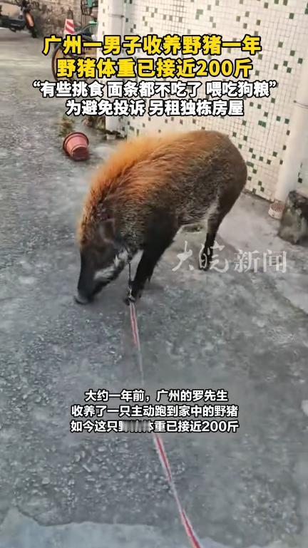 “离了个大谱！”2024年11月，广东广州，一男子早上出门时，发现有只野猪崽在门