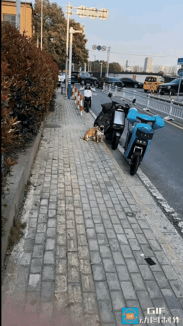 “笑不活了”近日，江苏一男子带着狗狗去取快递，把电动车停路边拴好狗，取完出来瞬间