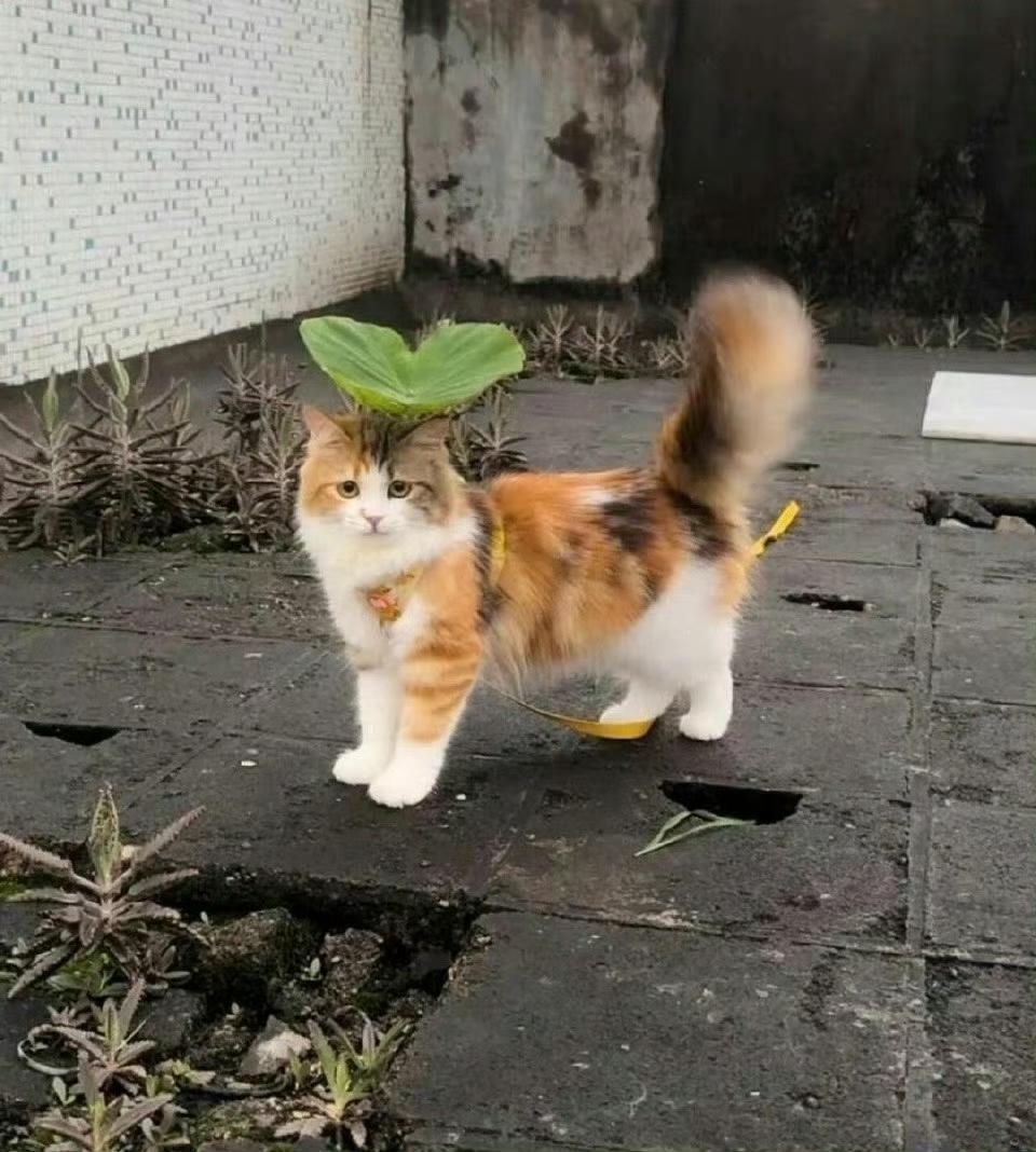 🐈🐈‍⬛𝗰𝗮𝘁