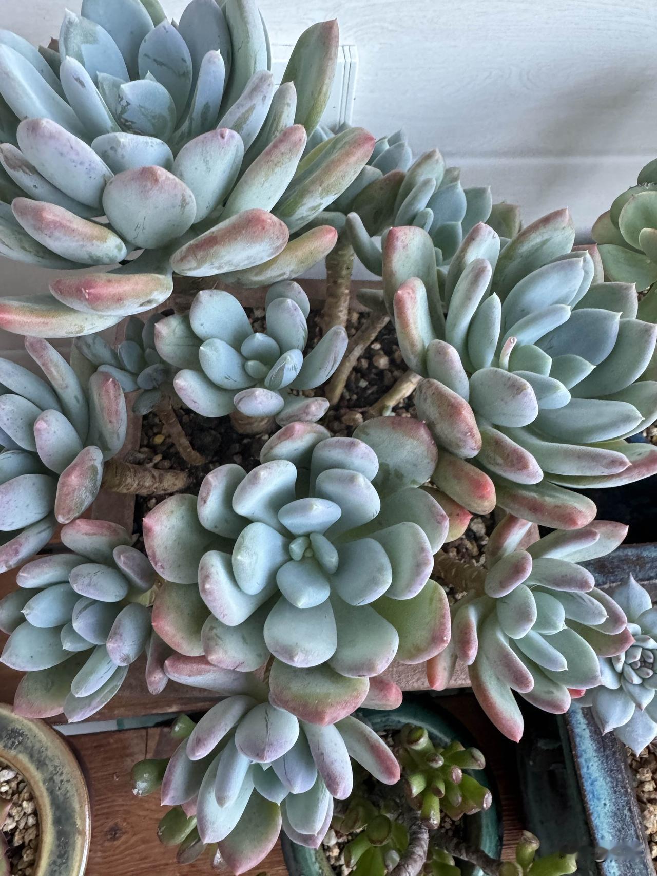 我也超爱多肉灰姑娘！就跟你一样，我当初买它的时候也是个“大块头”，叶片又长又肥，