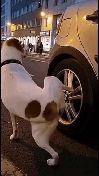 狗子：你丫的就不能等会儿吗？[捂脸哭][捂脸哭]