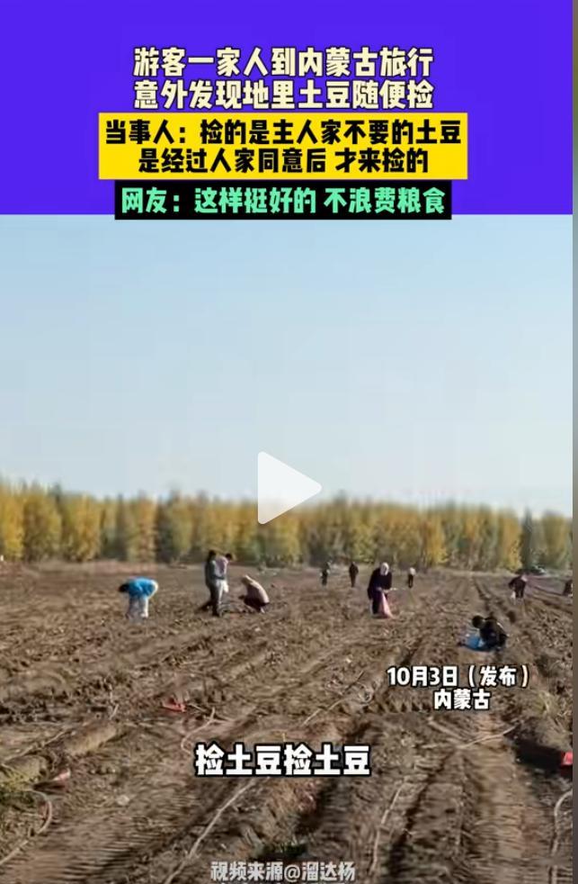近日，男子一家三口去内蒙古旅行，意外发现路边地里有很多土豆，竟然跑到地里捡土豆，