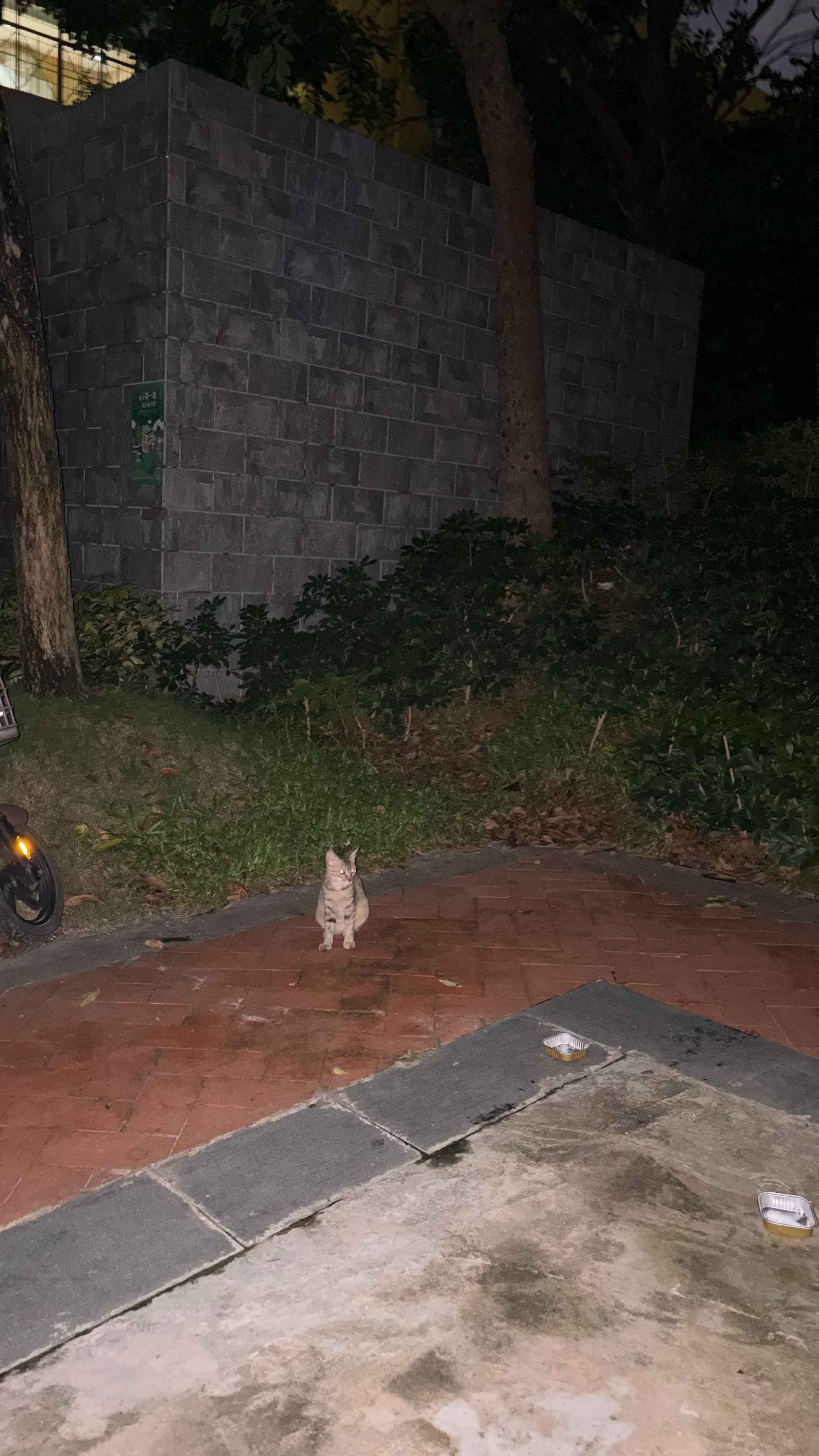 晕，麻花这小家伙绝育放归后怎么胖成了苹果？猫咪流浪猫