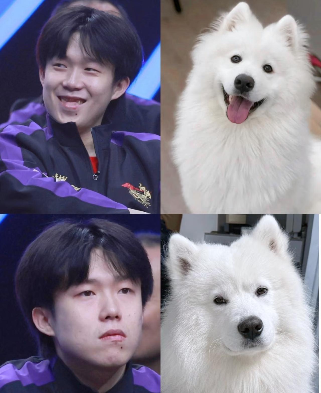 以前网友说王楚钦像萨摩耶一开始我还不相信直到我看到这张照片，一下子给我干