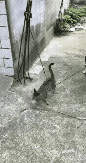 谁还说猫狗打架只看敏捷？农村院里这幕直接颠覆认知！大家总觉得猫灵活