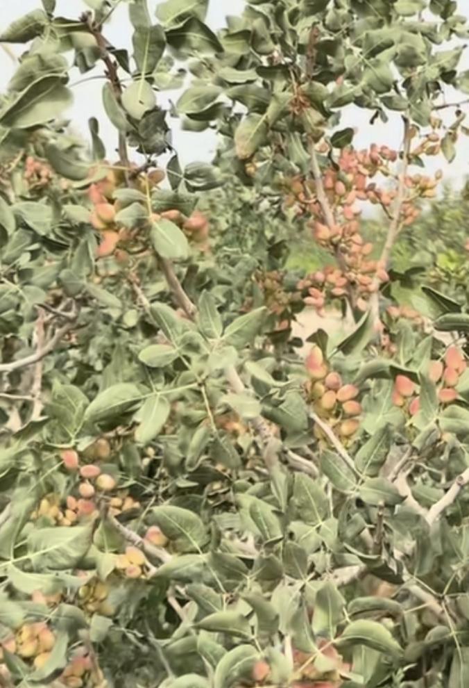 开心果树好开心呀天天开心果乐乐呵呵开心