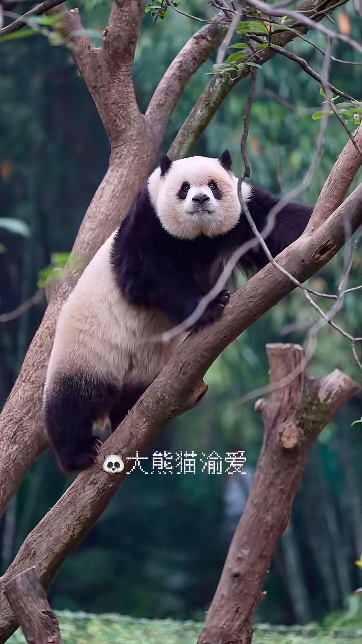 渝爱本就是树上的精灵，她属于大树，请尊重每一只大熊猫的天性！奇妙生物圈大熊猫渝可