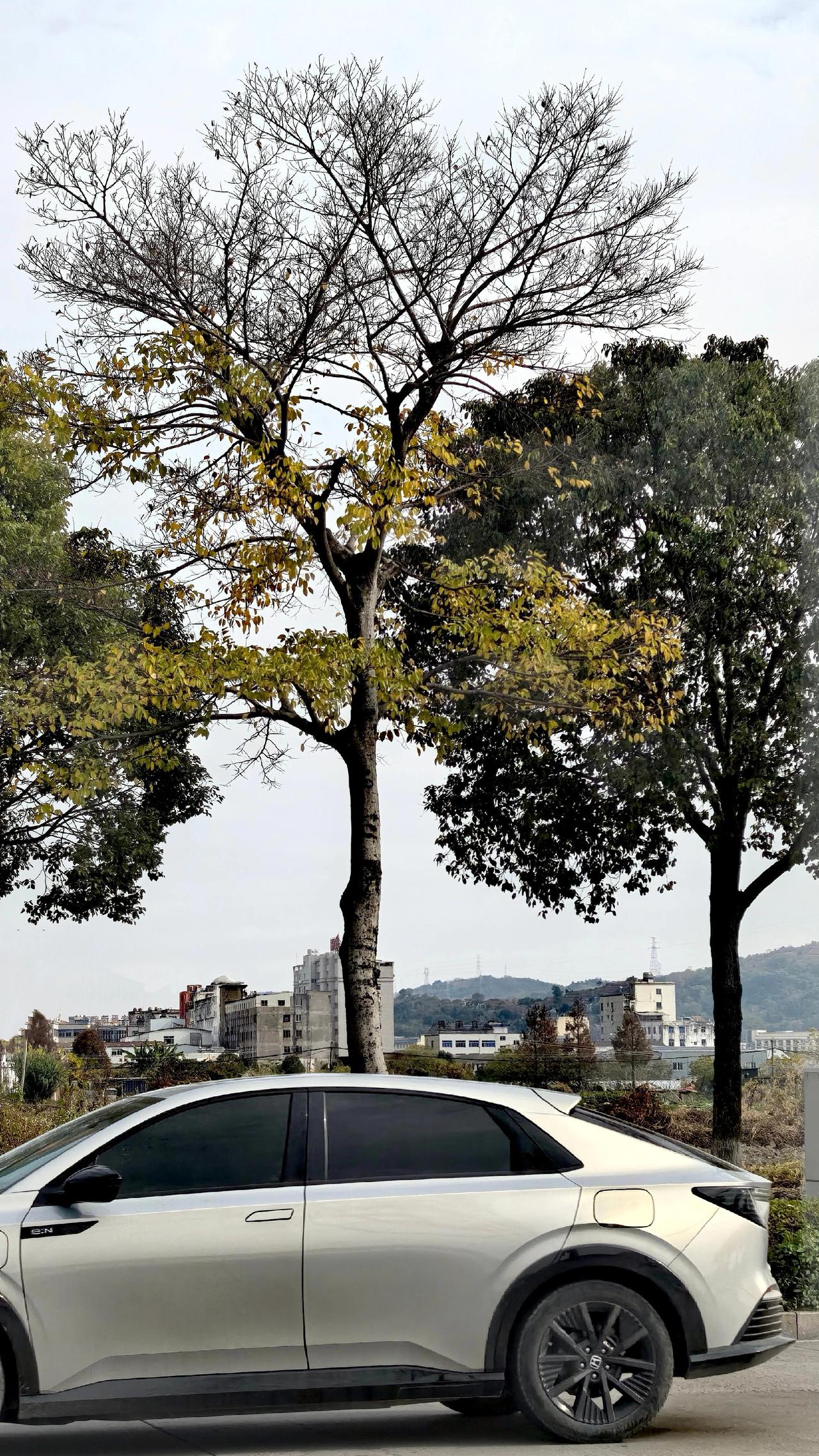 公路树枝线条风景线城市风光手机摄影路拍