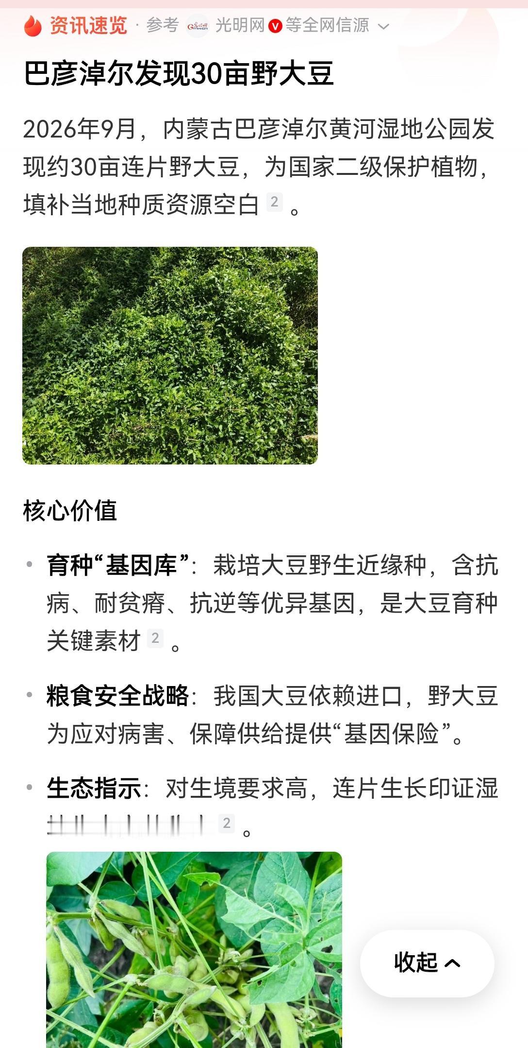 【内蒙古巴彦淖尔发现30亩野生大豆对我国农业发展的重要价值】在内蒙古巴彦淖尔黄河