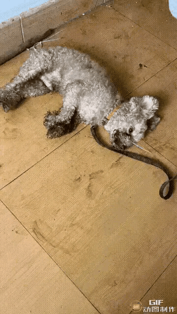 真是太恶毒了，男子因自家小狗偷吃一根香肠拿着锤子活活将小狗打死。这只小狗一直被扣