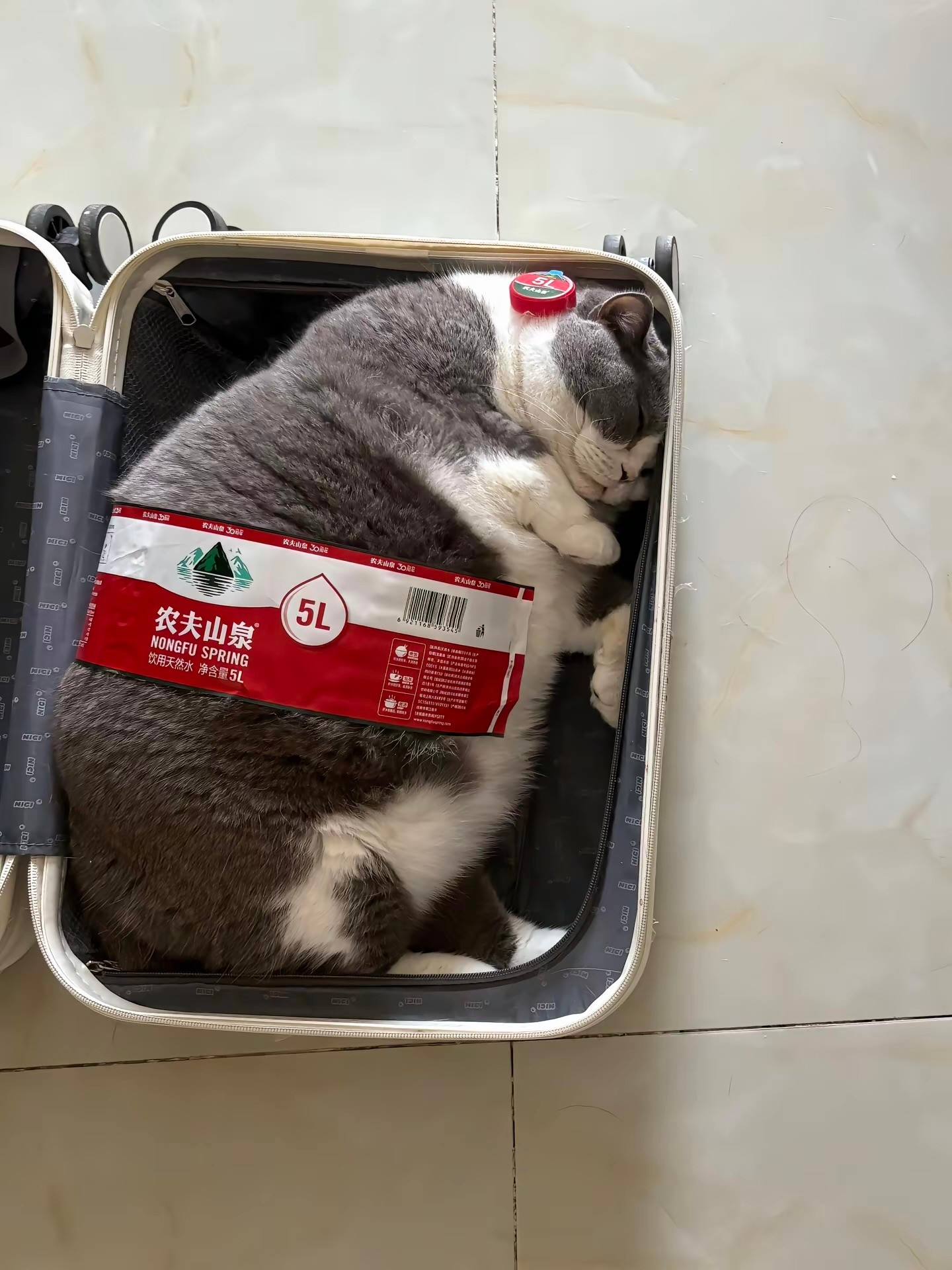 猫咪：我要出门几天，你一个人能照顾好自己吗