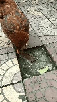 鼠鼠我可真是遭老罪了