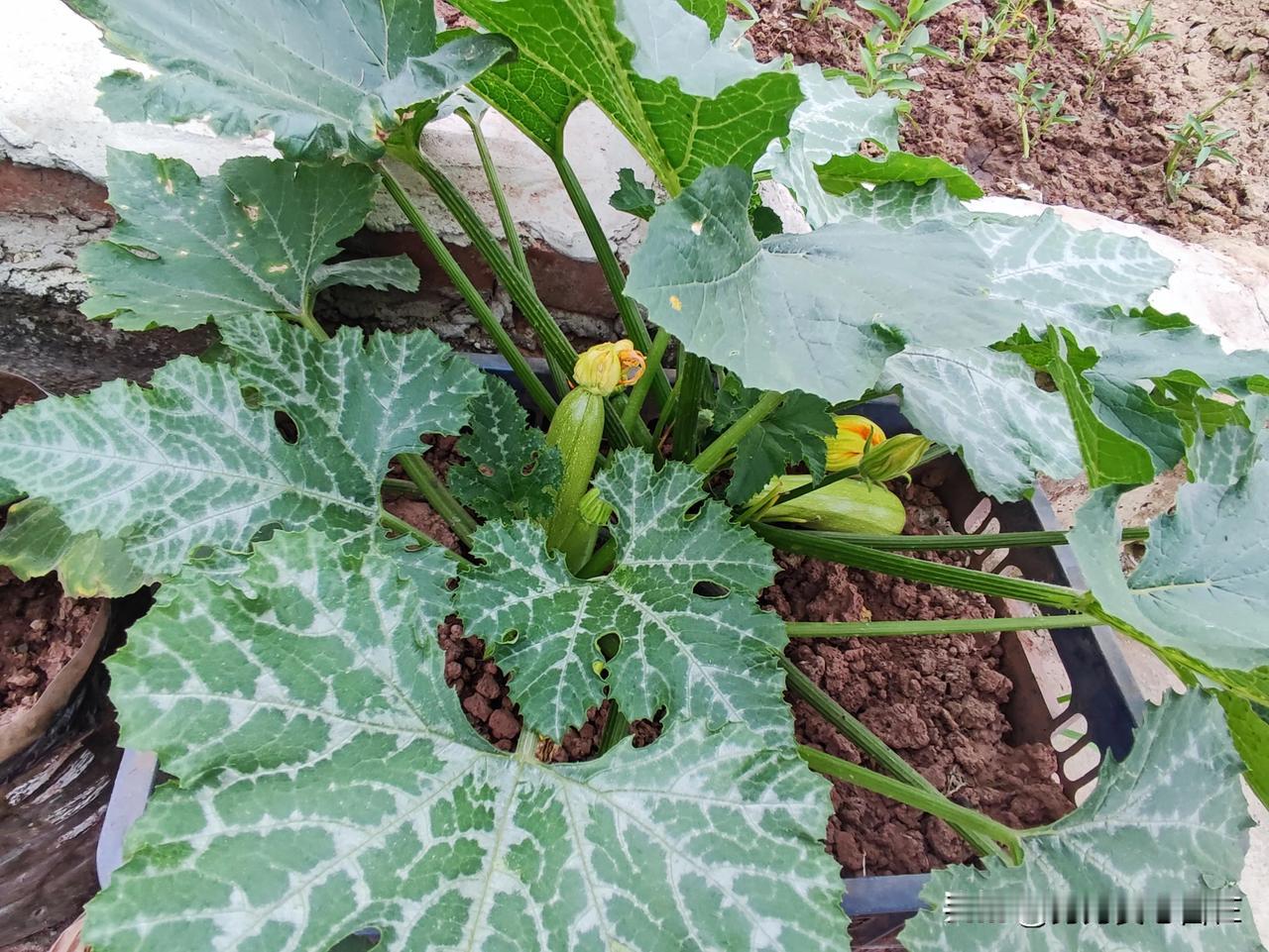 在去江边码头的路上，看到路旁种植的蔬菜，长势喜人。最喜欢这西葫芦，一个菜筐装上