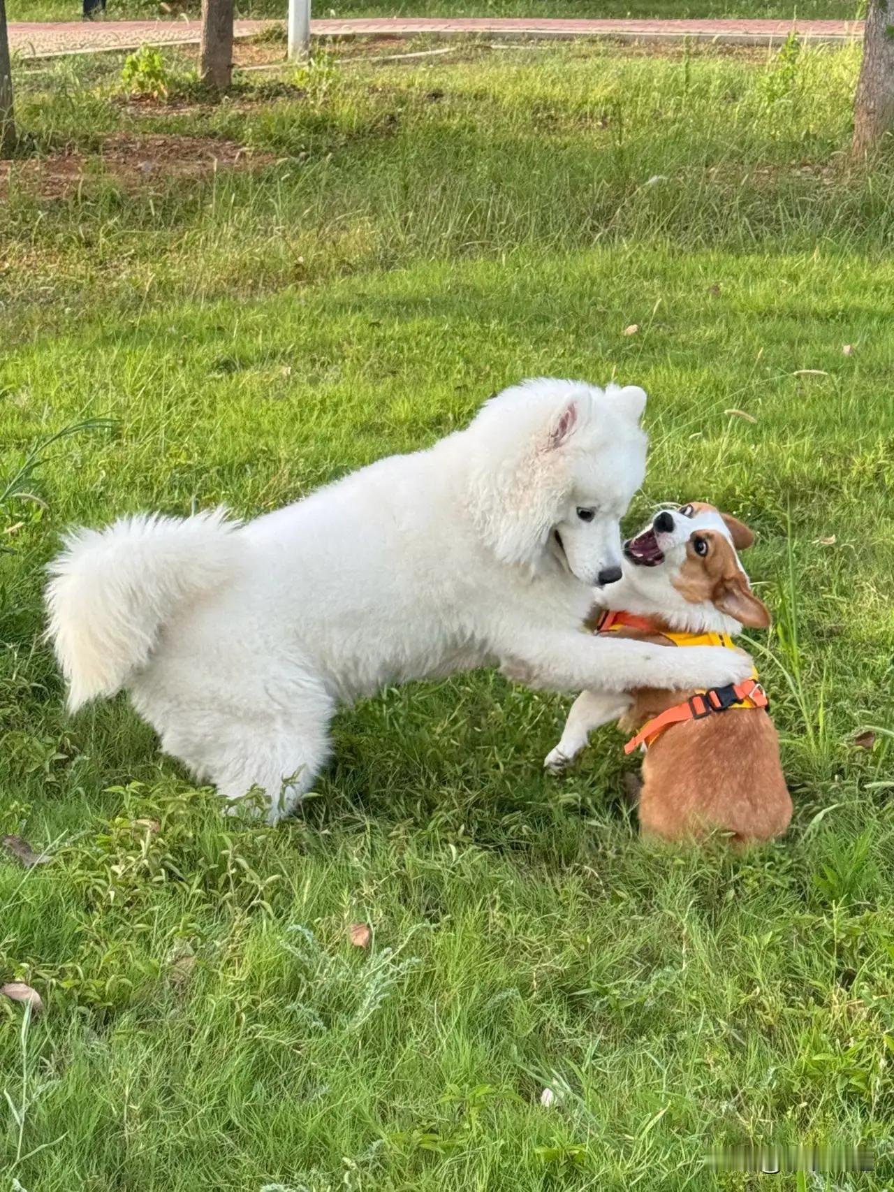 “毒狗案”二审会改判吗？大概率会改判，发回重审！为什么这么说呢？就目前一审判决投