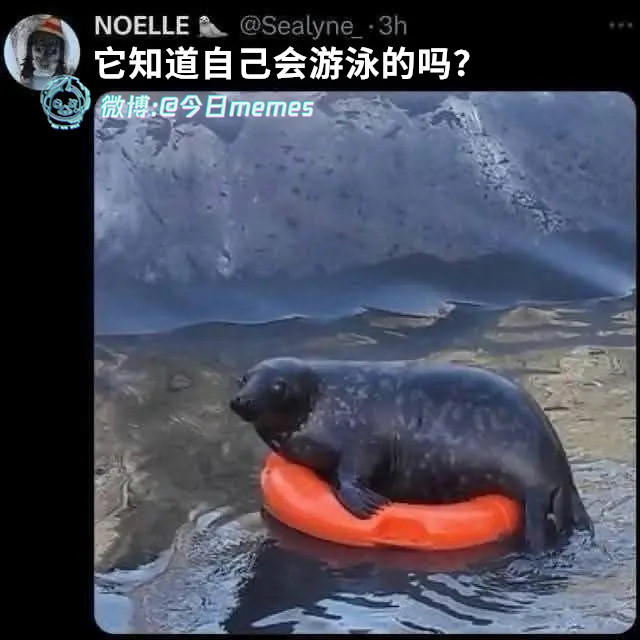豹喜欢（Sealyne_）今日meme今日memes