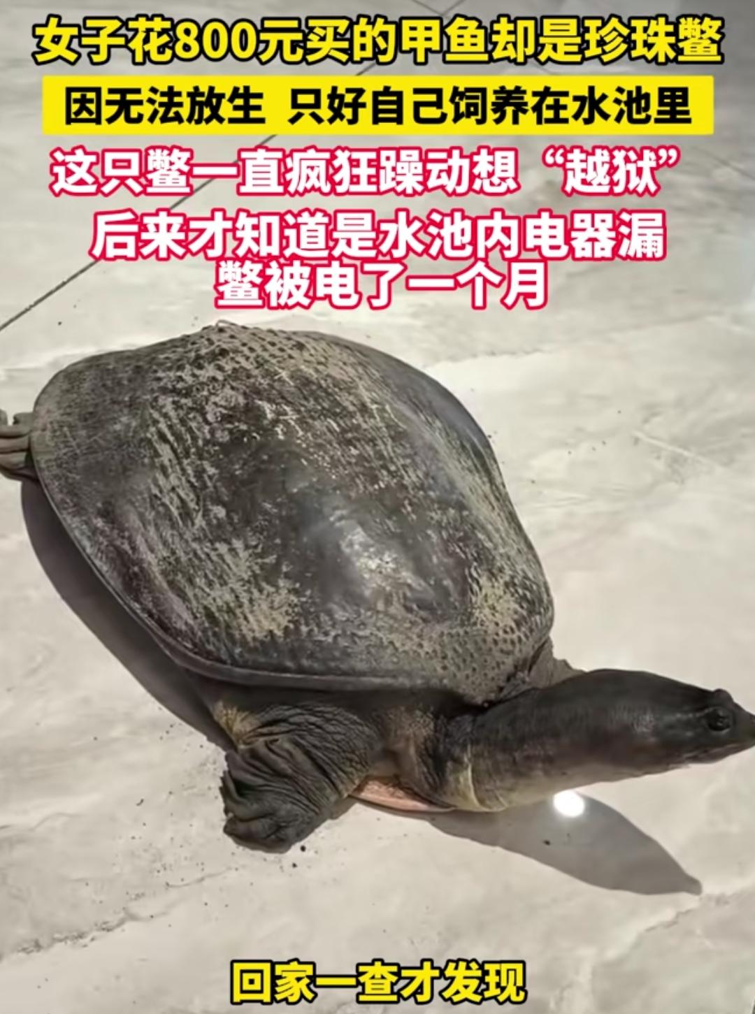 真是全网最憋屈一只鳖，园区都不带这么玩的。有个女的花800买了个野生甲鱼，回家