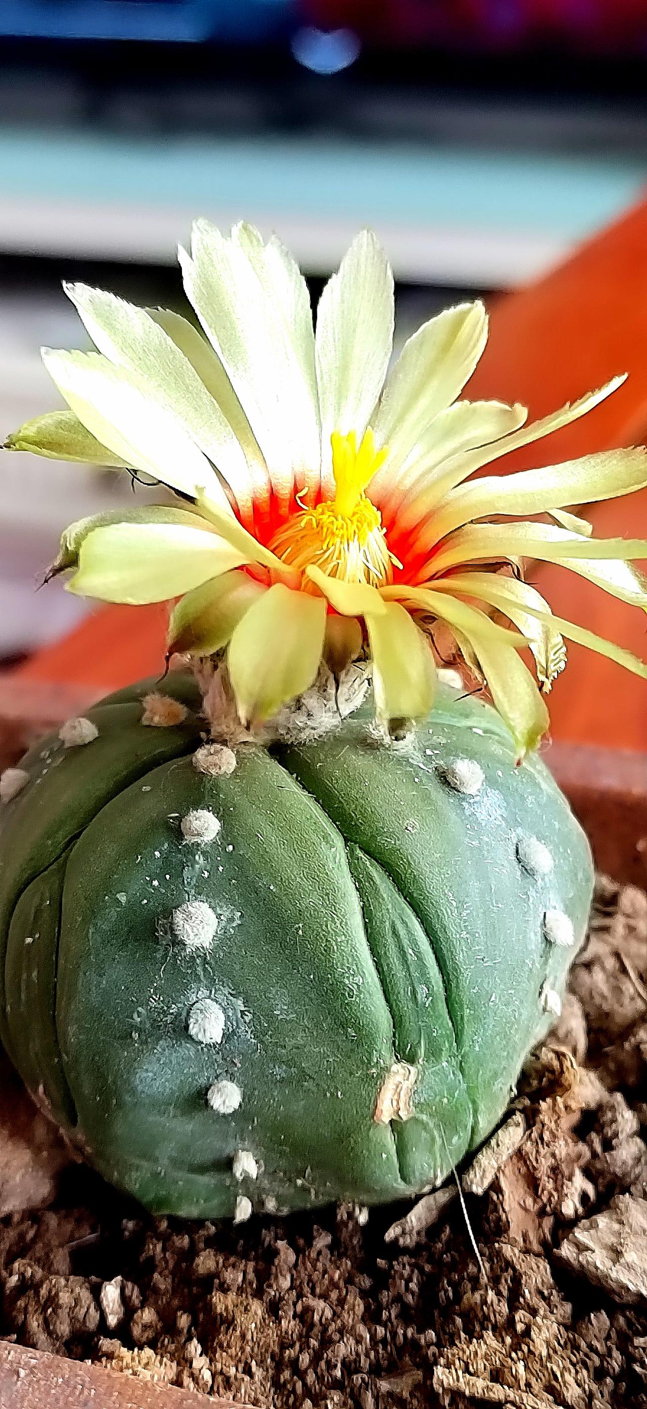 养花我是认真的