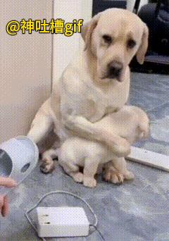 犯错的小狗：小狗犯错了，主人拿着拖鞋要揍它，大狗护着自己的孩子，那小表情好像在说