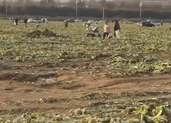 内蒙古赤峰通报免费采捡白菜事件