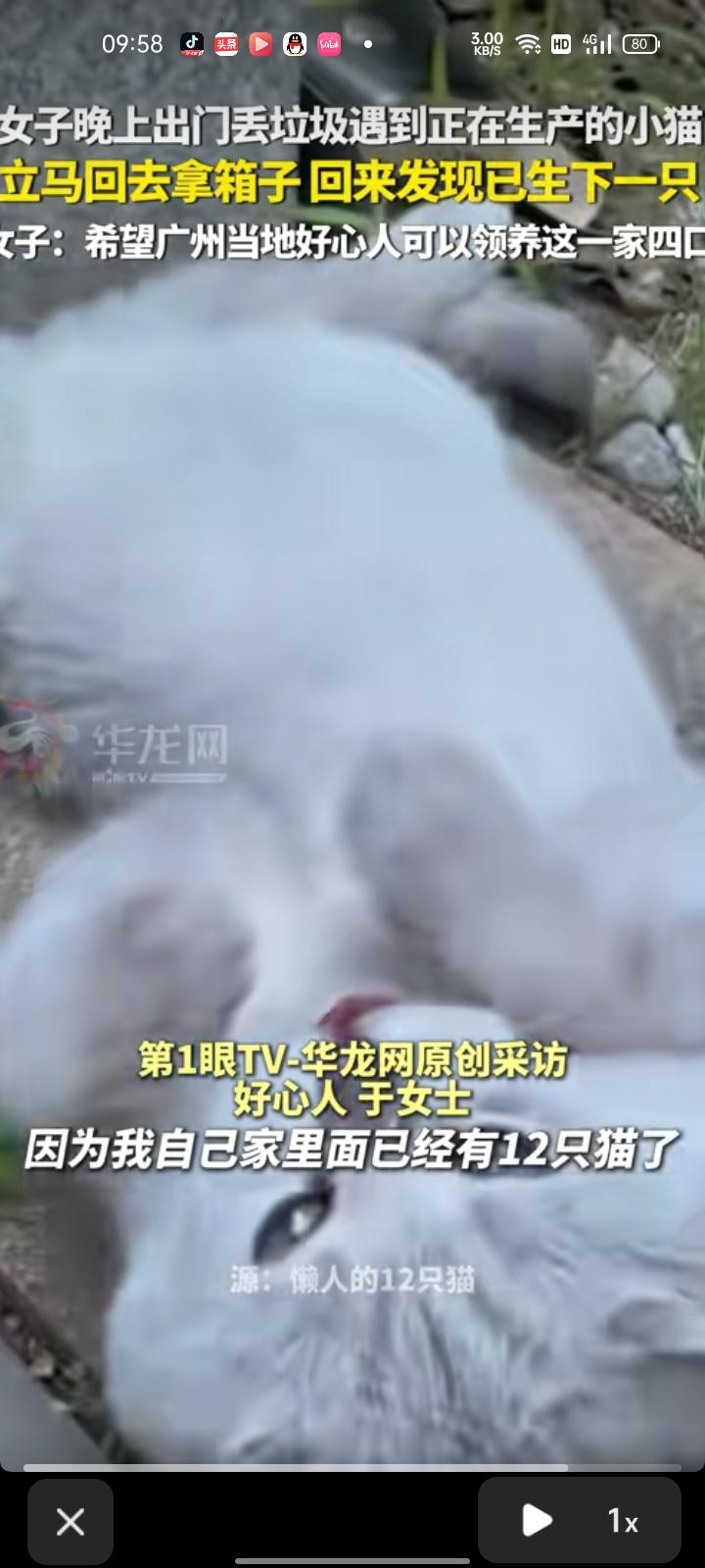 6月19日，广东广州。女生发视频称，晚上出门丢垃圾时遇到小猫围着自己不走，看它肚