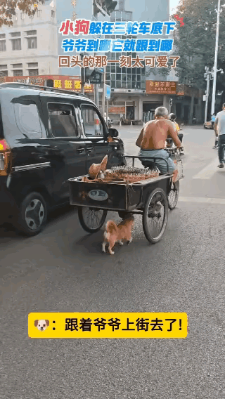 看到这个画面，感觉特别的轻松，感觉特别的温馨，感觉特别的亲切，这个毛孩子非常的聪