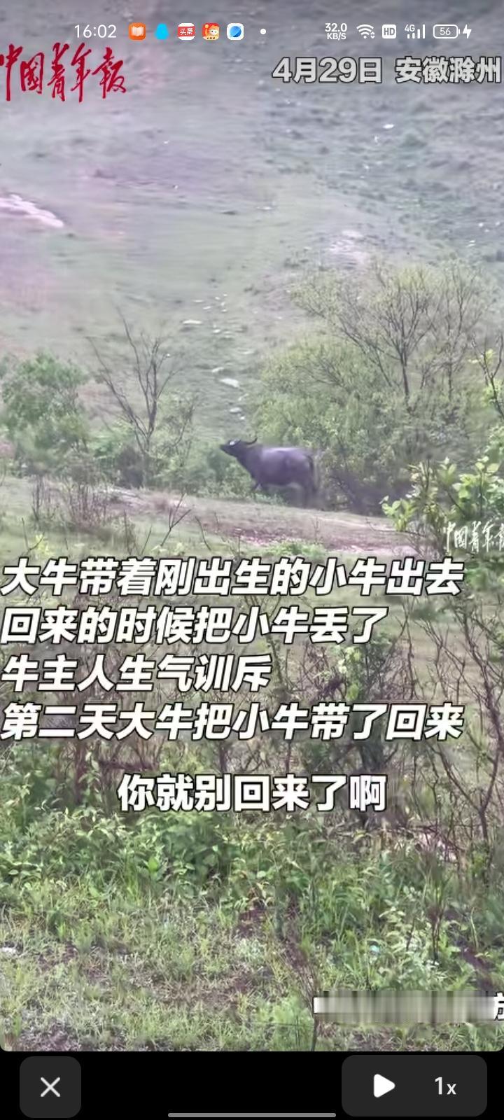 近日，安徽滁州。大牛带着刚出生的小牛出去，回来时把小牛给丢了。牛主人生气训斥，称