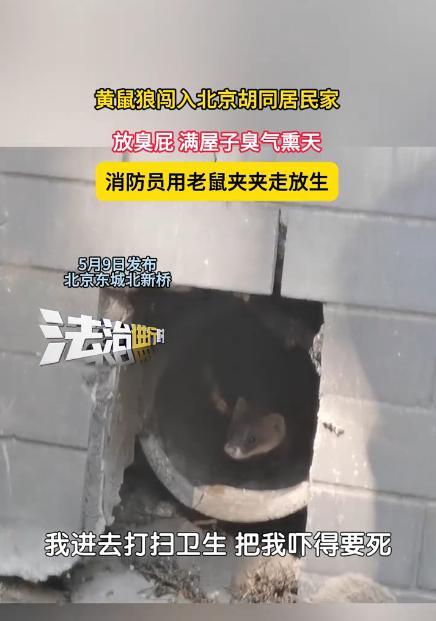 “这是要发财了？”5月9日，北京一大妈正打扫卫生，家中突然闯入一只黄鼠狼，躲在下