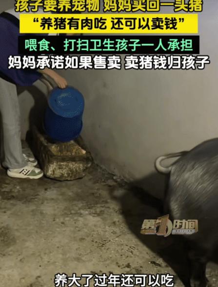 “太有经济头脑了！”贵州平塘，孩子要养宠物。没想到，妈妈买回一头猪让孩子养。妈妈