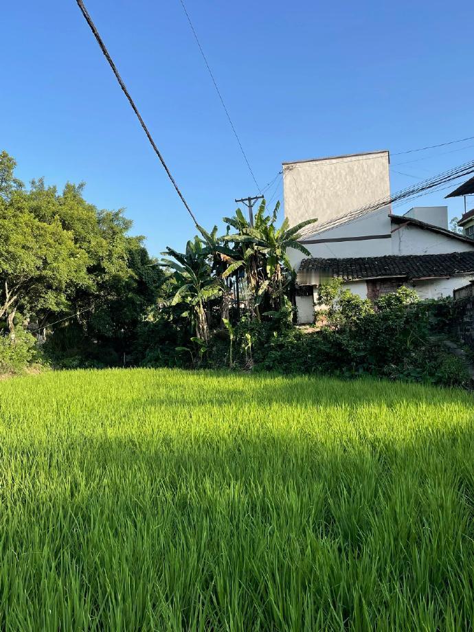 在广阔的田野上，绿意盎然，生机勃勃。农村不仅是粮食的摇篮，更是大自然的能量场。在