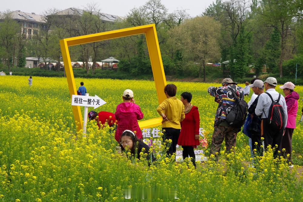 《怪村油菜花海_北京的小婺源》北京丰台区怪村的油菜花开了，景区面积达2