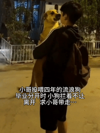 太感人了！一位小哥哥在大学四年期间一直投喂的流浪狗“豆豆”今天来送他。最近一