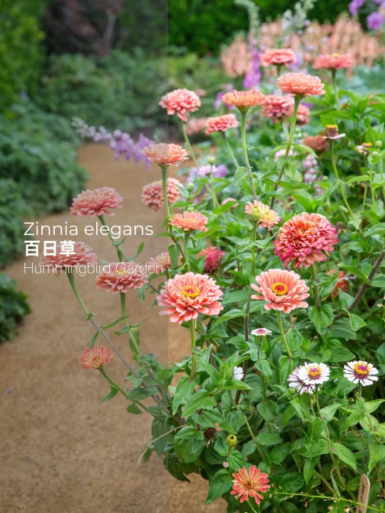 夏季花园耐热超长花期一年生-百日草