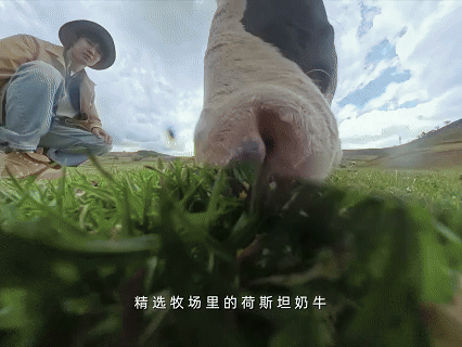 想看小牛竟被牧场做局好的天然牧场能养好的奶牛，而好的奶牛更能产出优质的牛奶，牛