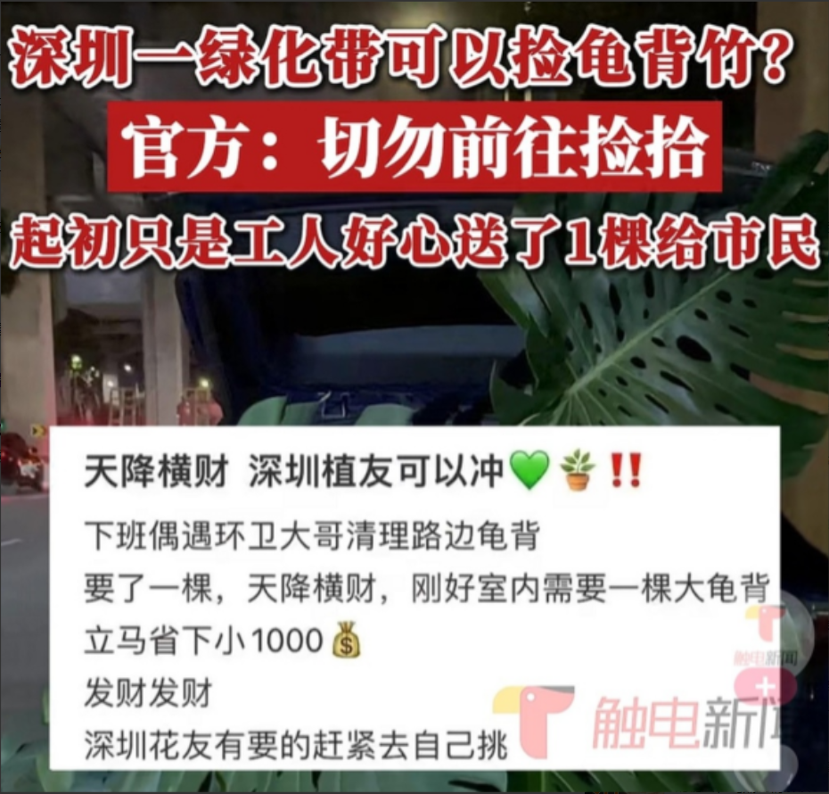 深圳，一男子下班回家发现绿化带有工作人员在清理龟背竹，上前询问能否送自己一棵，工