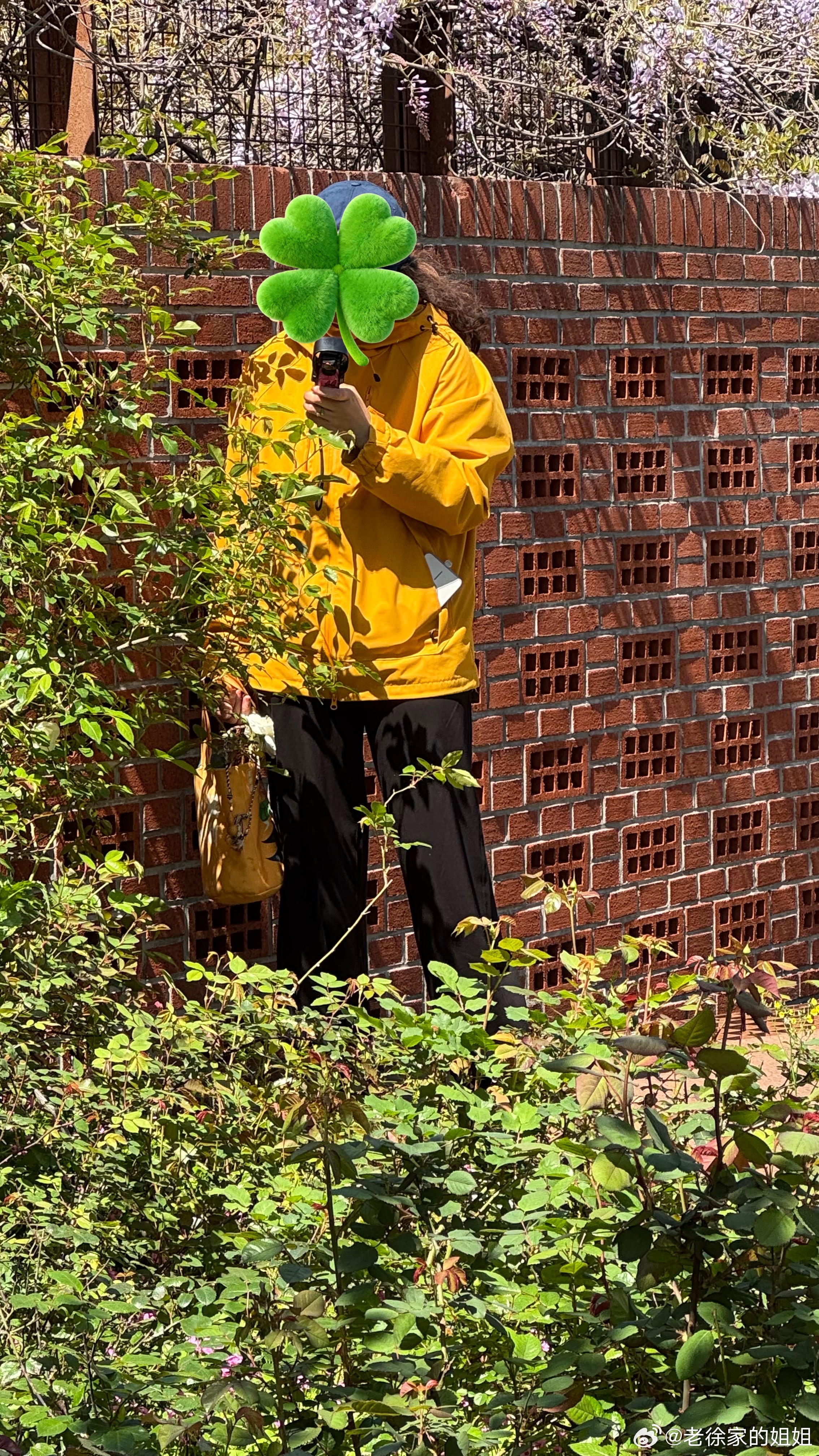 实在不理解，为了拍照非要爬树折枝？扯花枝挡脸、踩树压枝，美没拍到，先丢了教养。花