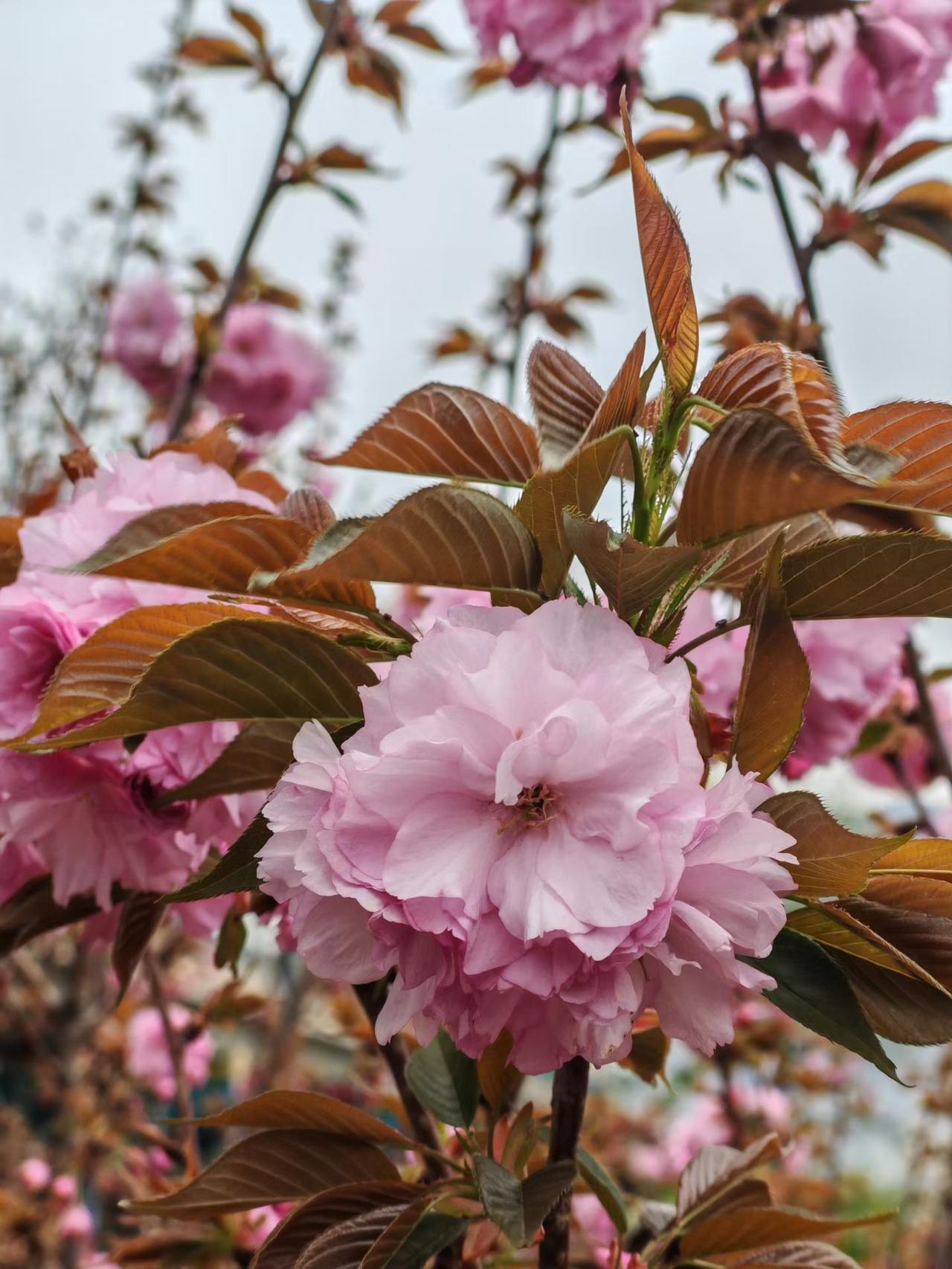 这种花既像樱花，又像桃花，开得非常旺盛。您看这是樱花还是桃花？