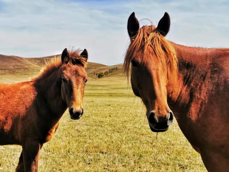 马克龙访华这一趟可真是收获满满，在川大还拿到了“龙马精神”。12月5日下午，他去