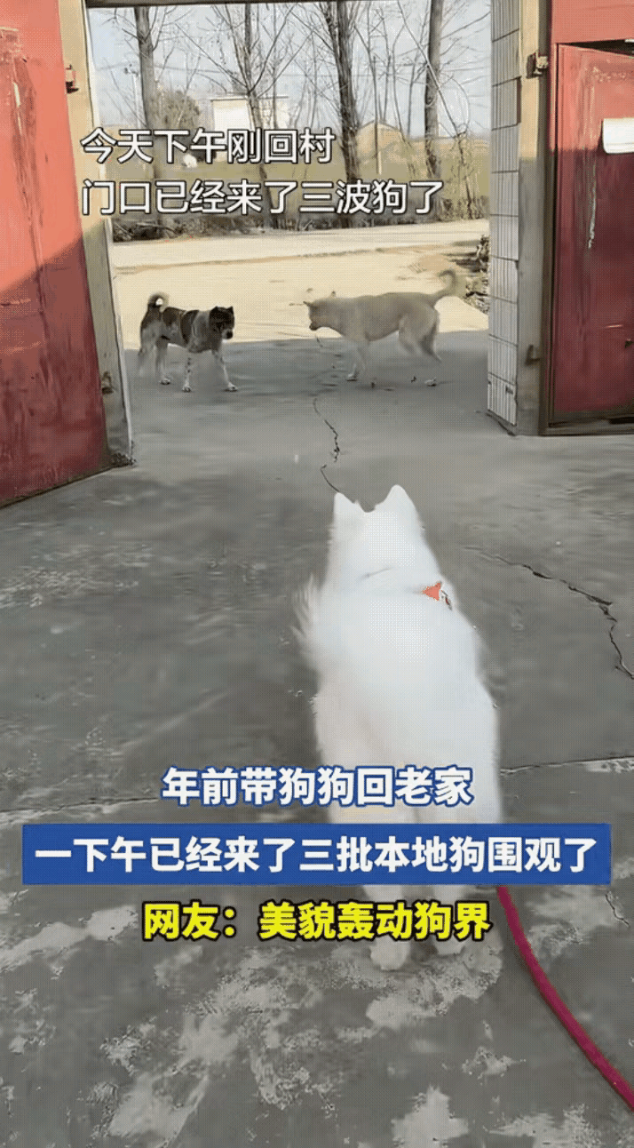 笑不活了，这简直是狗界顶流回乡名场面！城里漂亮小狗一回村，颜值直接碾压全村，家