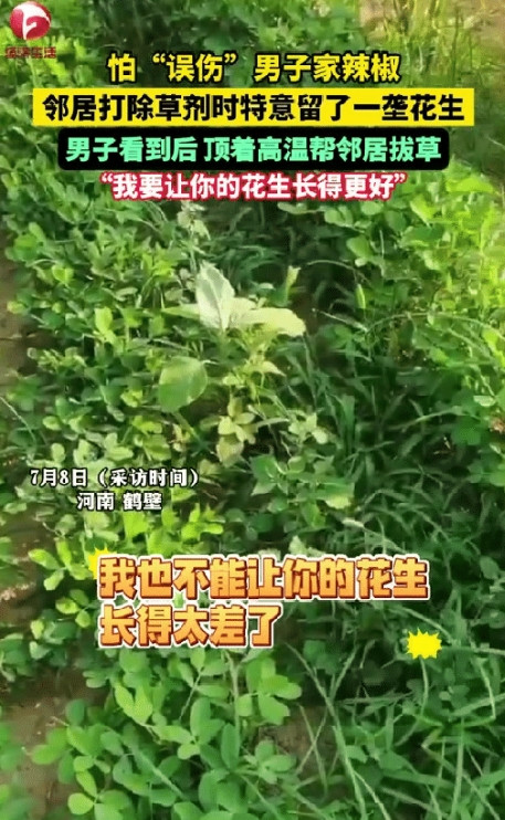 都是实在人！”河南鹤壁，一男子去地里看自家种植的辣椒时，意外发现邻居怕“误伤”他