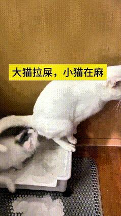 乖乖嘞，这个视频我翻来覆去看了十来遍，每一回都笑到飙眼泪。大猫正方便嘞，小猫搁