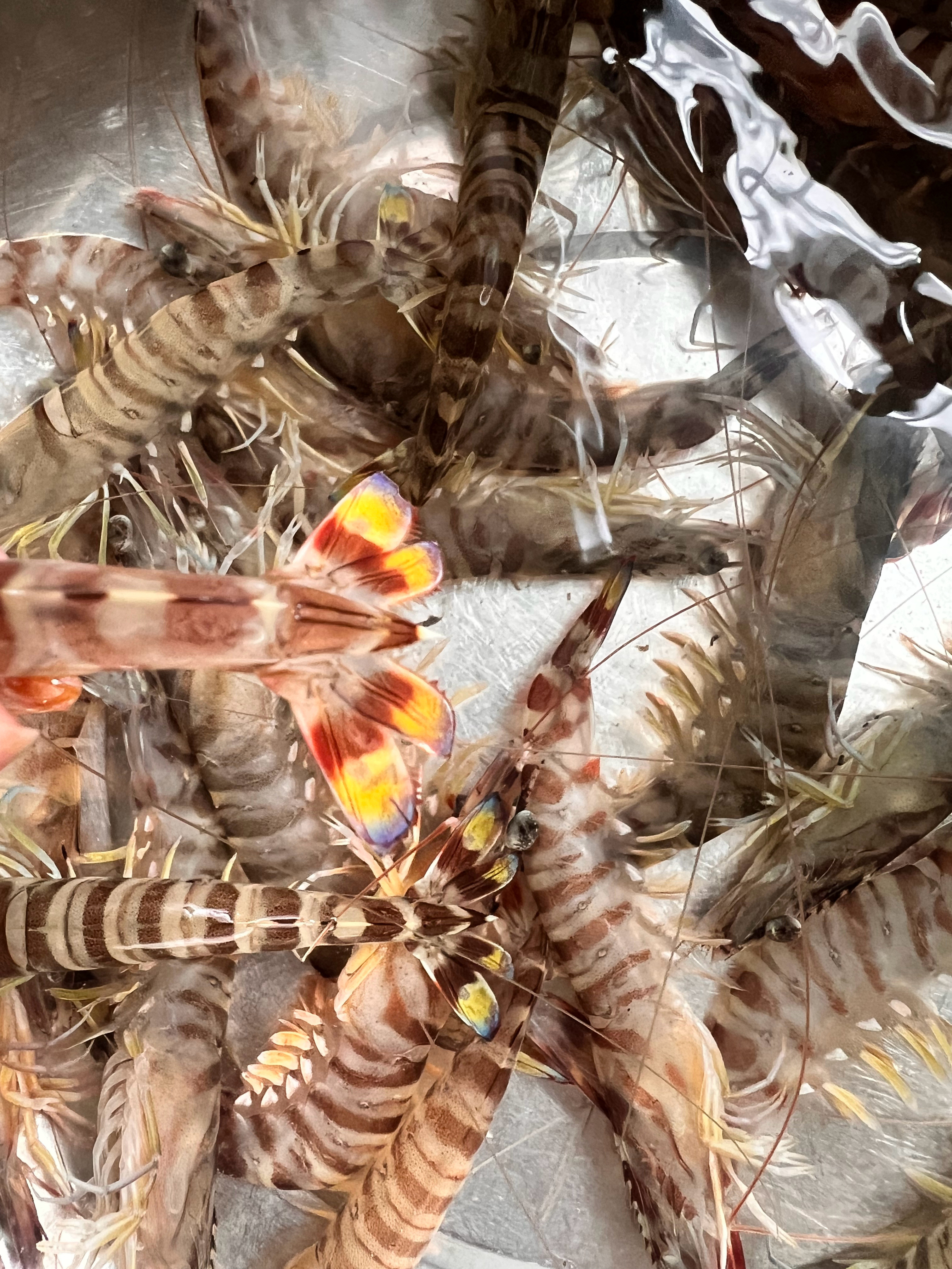 🦐这尾巴长得再貌美也耽误不了我吃了它们