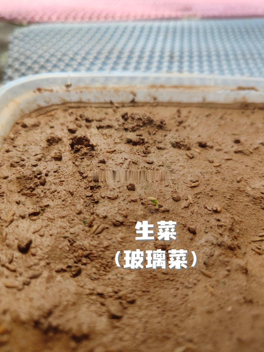 玻璃菜，发芽了第一次种绿叶菜，生菜的种子也是第一次见一开始以为商家发错货了，和水