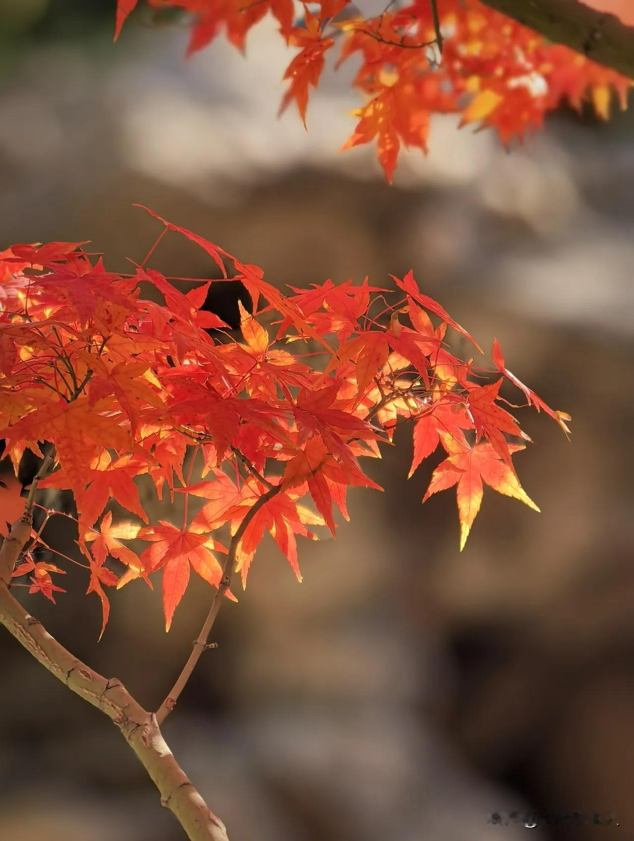 什么是人们晚年最大的福气？这个问题非常有趣，也非常重要，是很多老人都想知道真正