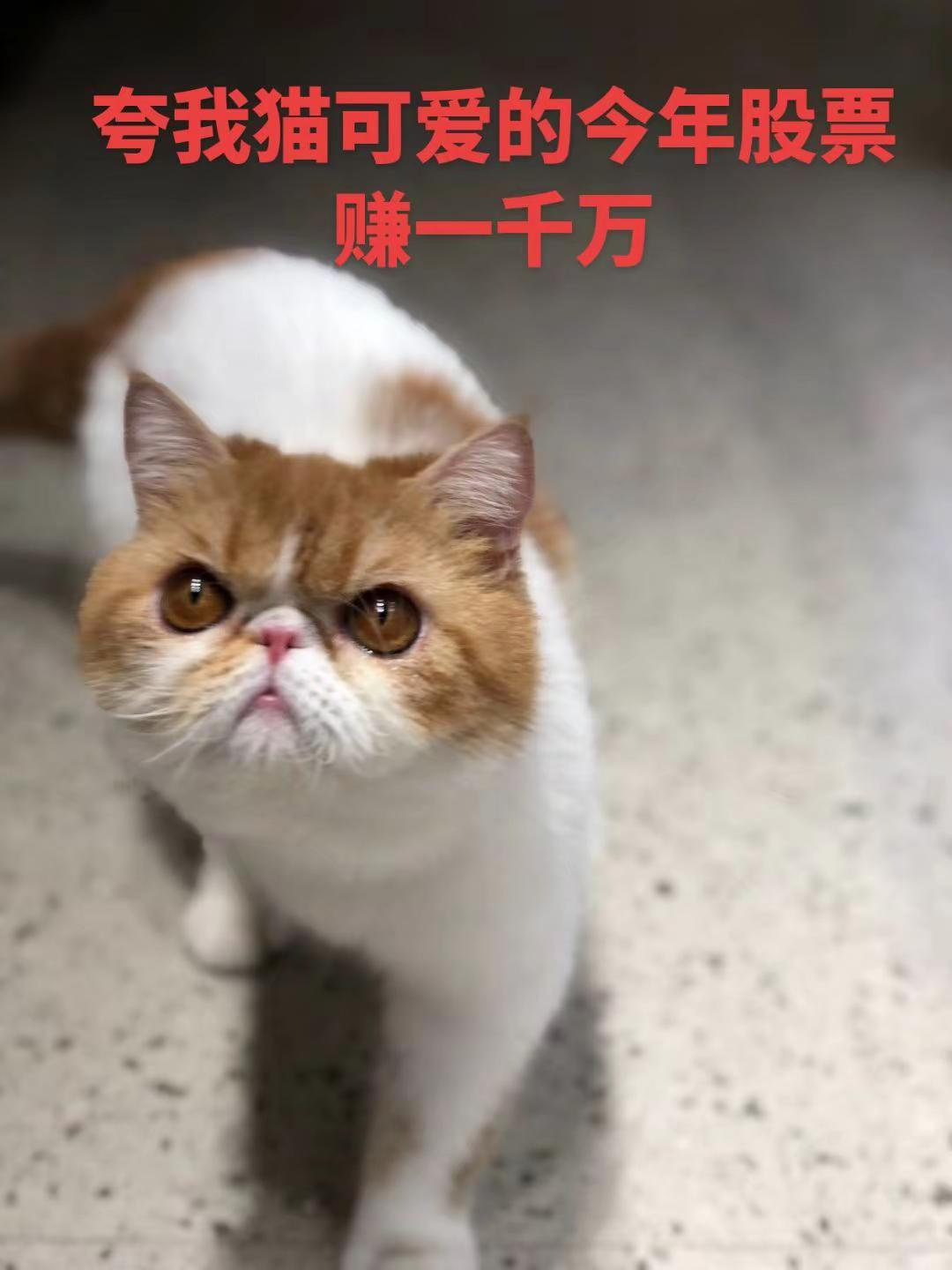 夸我猫可爱的今年股票赚一千万。加菲猫宠物猫矮脚猫金渐层
