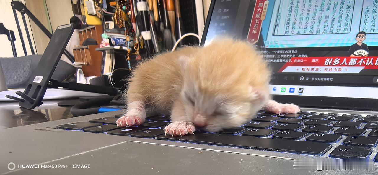 这次我们的母猫怀孕开盲盒，开出来一只金渐层，这是他爹的血统。到时候还很小，只有几