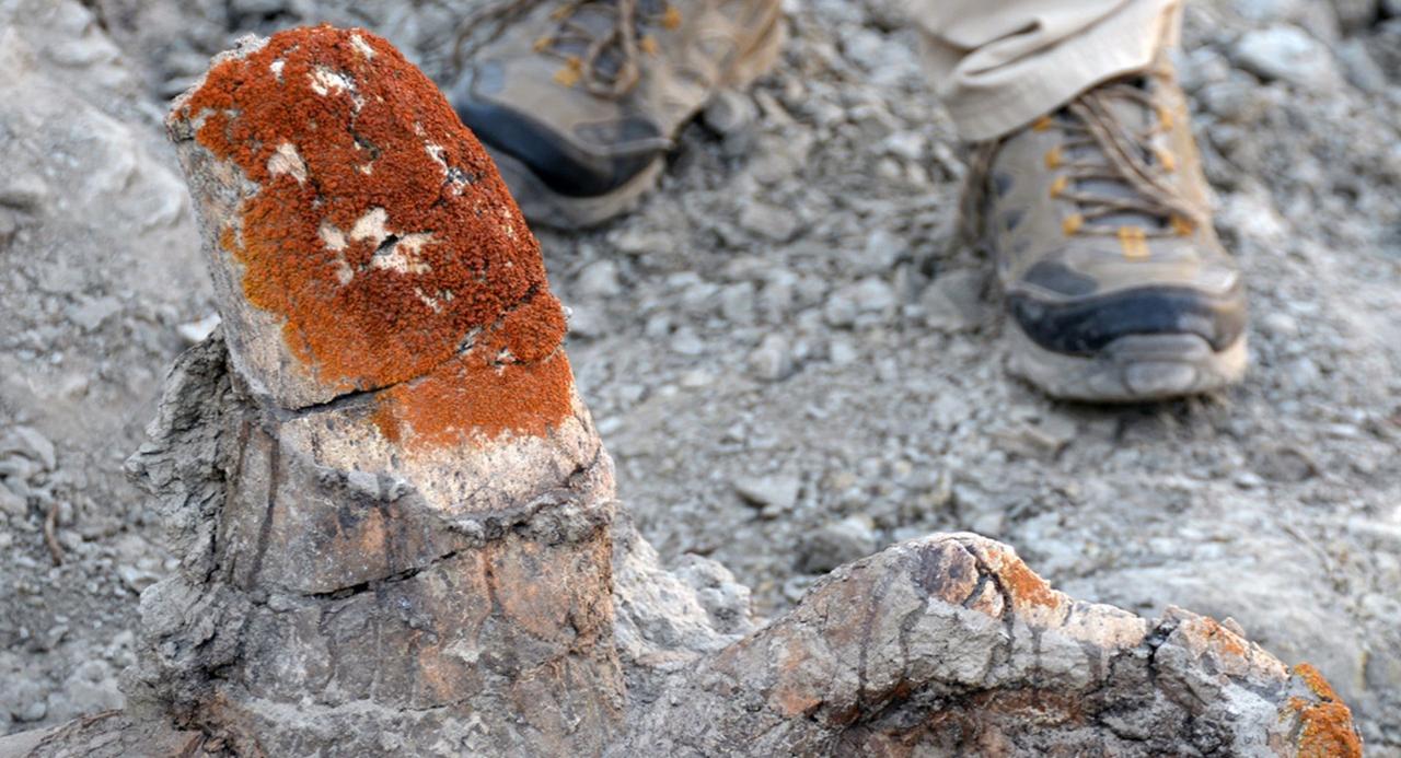 业余普通人想在野外找恐龙化石的，可以留神一下这个办法：刚看到11月3号英国雷丁大