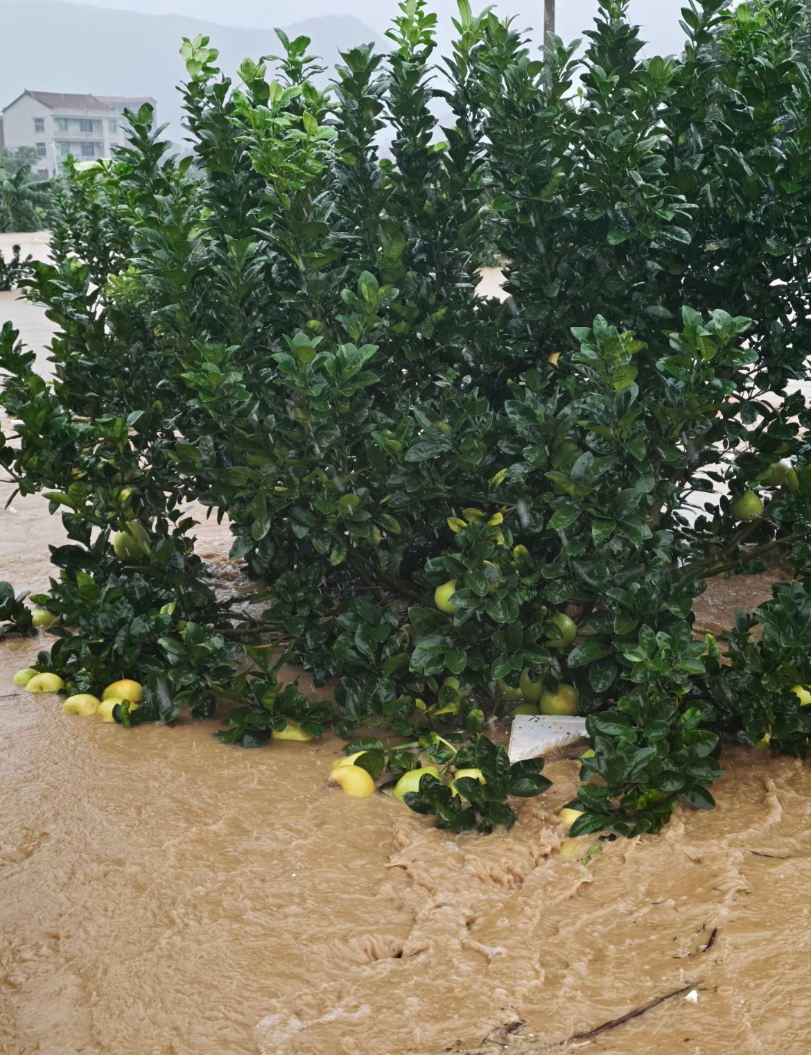 一场暴雨冲走了果农一整年的辛苦，太难了还有半个月就收获了，一场暴雨袭来，真的是真