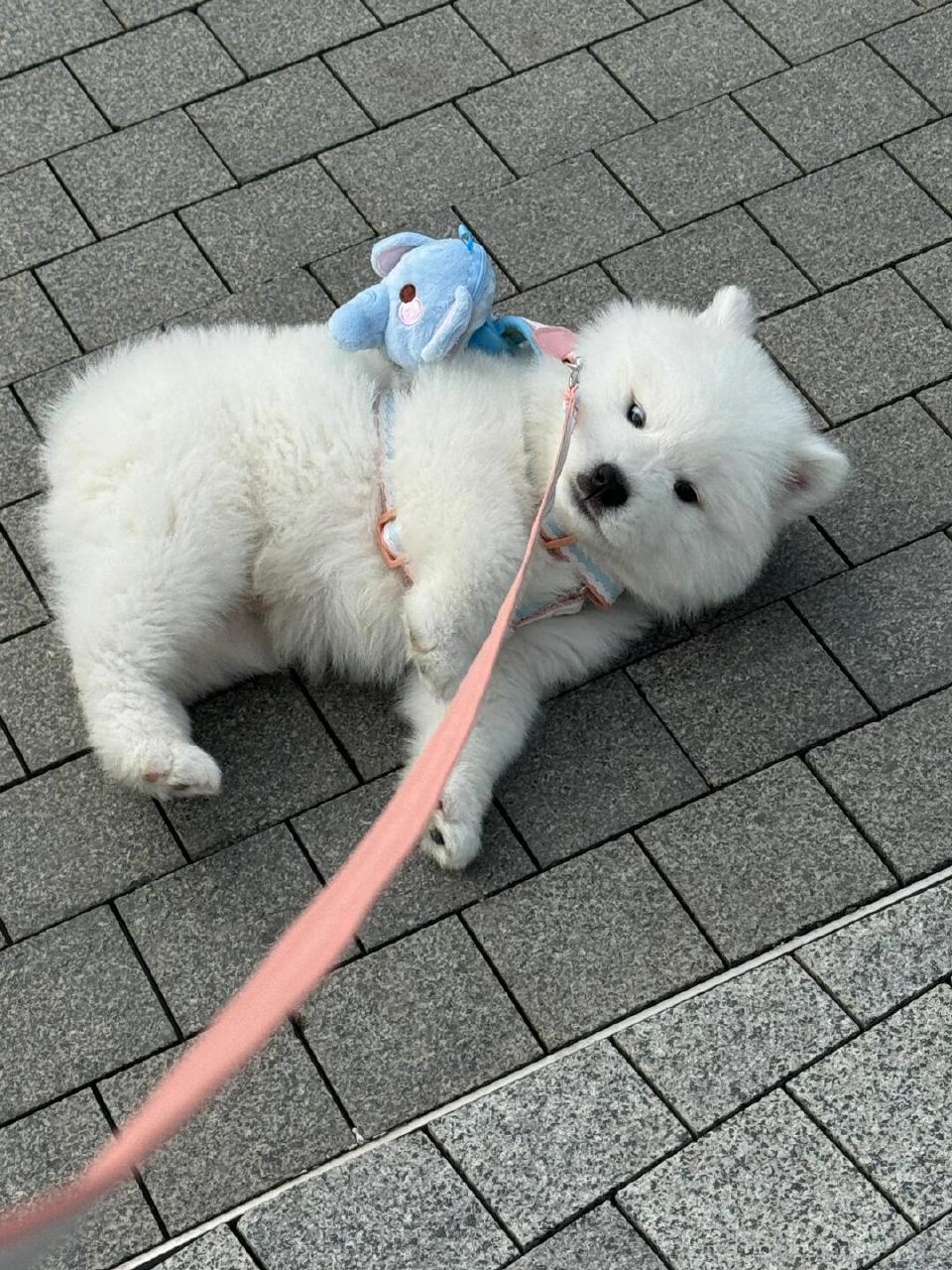萨摩耶：哎哟喂，你撞到我了，你要对我负责了​​​