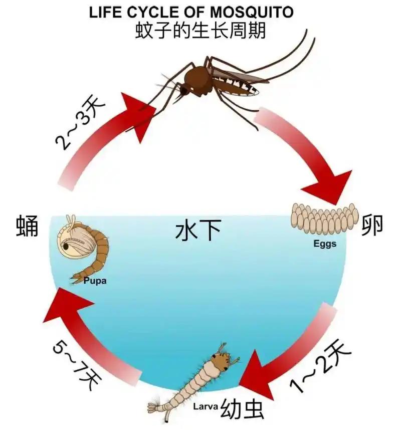聊聊蚊子繁殖能力雌蚊每次吸血后产卵，一生可多次产卵，每次产卵达数